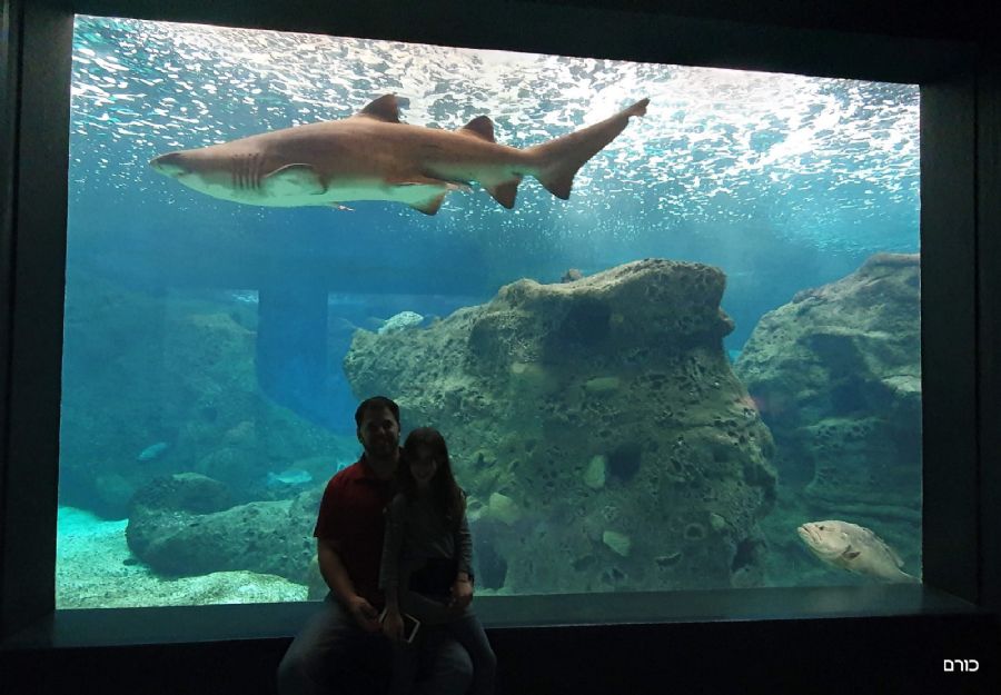 זהירות כריש